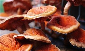电子竞技行业发展前景：目前电竞行业只有不到15%的岗位处于人力饱和的状态(图2)